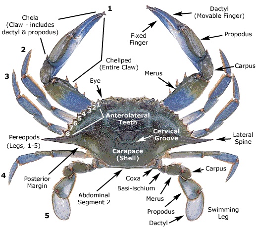 Blue Crab - Katie's Marine Bio Page